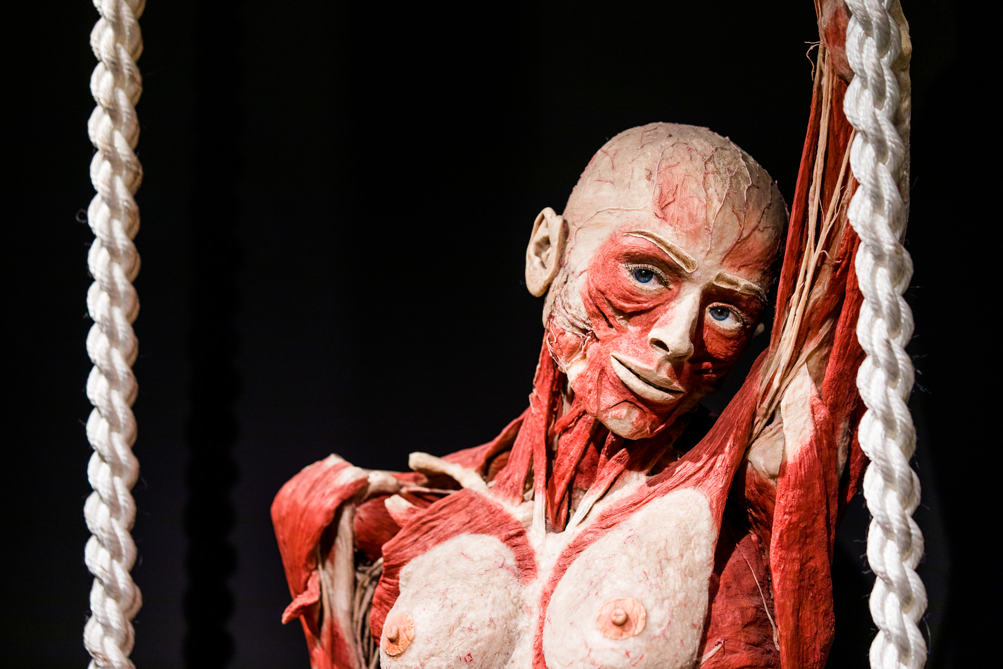 20180807_Body_Worlds_082-44333.jpg